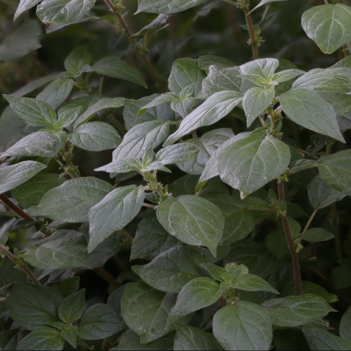 Wall pellitory