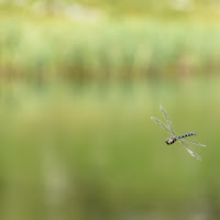 Inseguendo una libellula di 