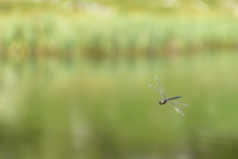 Inseguendo una libellula di Cris_Cri