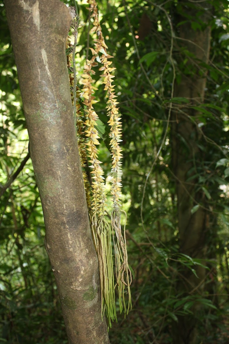 Tropical Firmoss