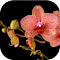 Item logo image for Orchidaceae (Orchid Flower)