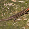 Four-Lined Skink