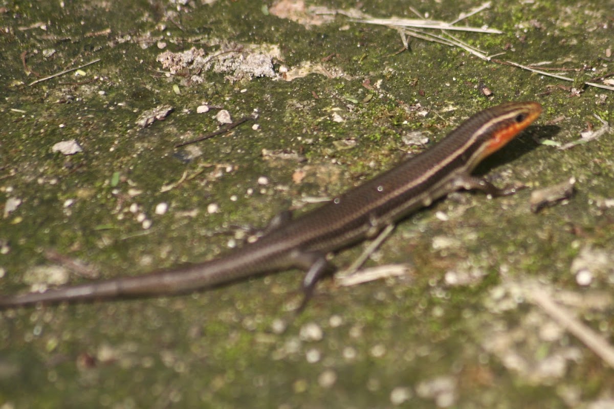 Four-Lined Skink