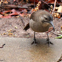 California Thrasher