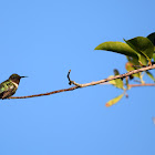 Ruby-throated Hummingbird (male)