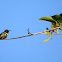 Ruby-throated Hummingbird (male)