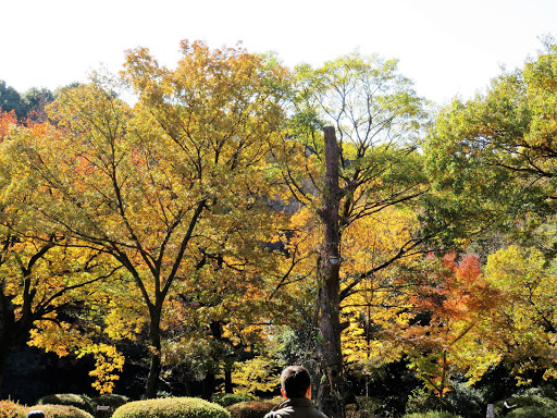 The Meiji Shrine Tokyo Japan 2017