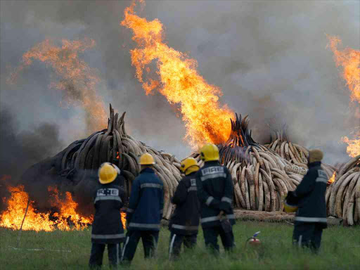 Firefighters on guard in front of burning illegal stockpiles of elephant tusks in Nairobi National Park on April 30, 2016.