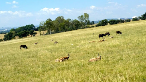 Lion Park South Africa 2015