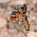 Painted Lady