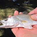 Atlantic Croaker