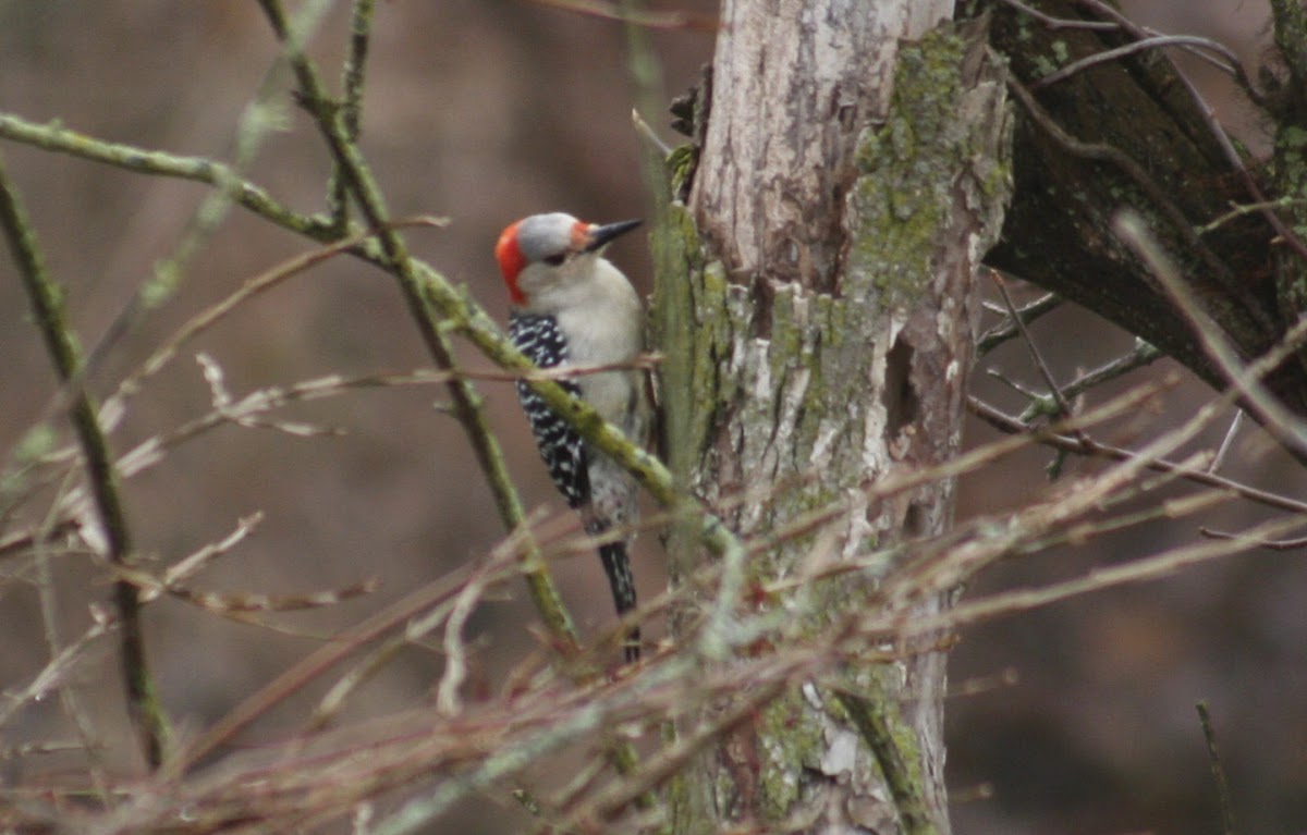 Red-Bellied Woodpecker (female)