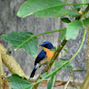 Tickell's blue flycatcher