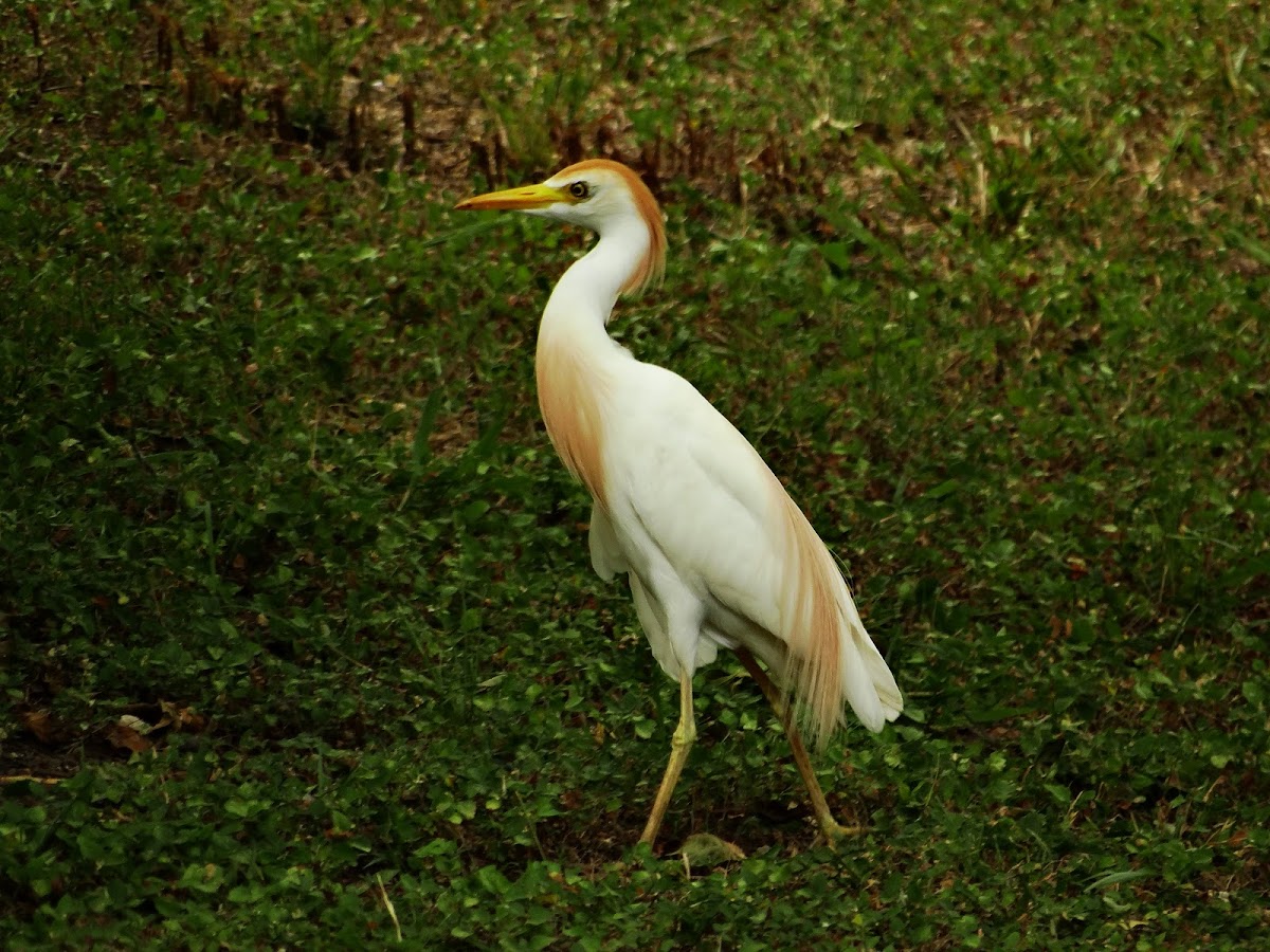 Cattle egret