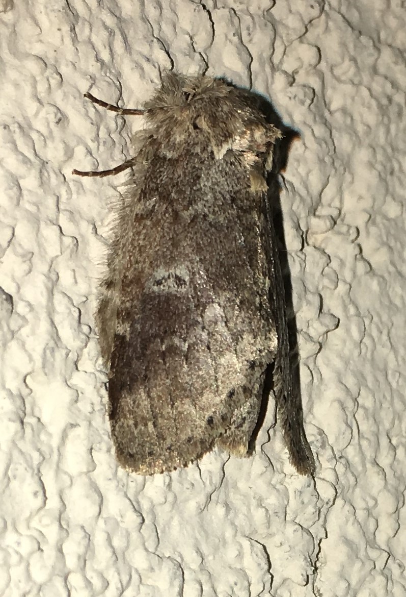 Saddled Prominent Moth