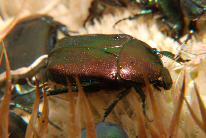 Flower chafer beetle