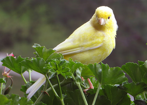 UN "GIALLO" IN FUGA di LOMELLINO37