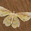 Epiplemiine moth