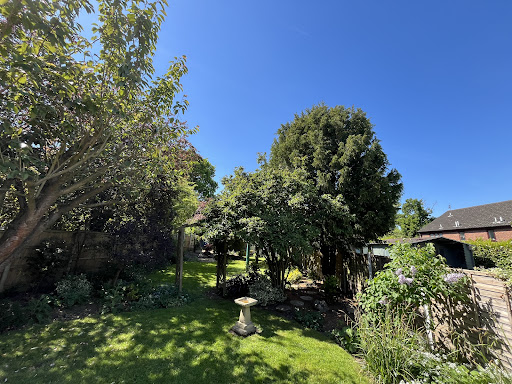 Summer pruning and shaping.