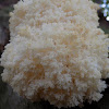 Coral Tooth Fungus