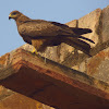 Black Kite (Pariah Kite)