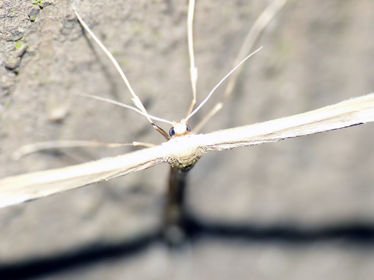 plume moth