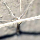 plume moth