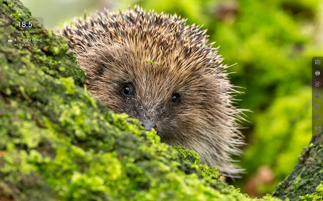 Hedgehogs HD Wallpapers - Custom New Tab