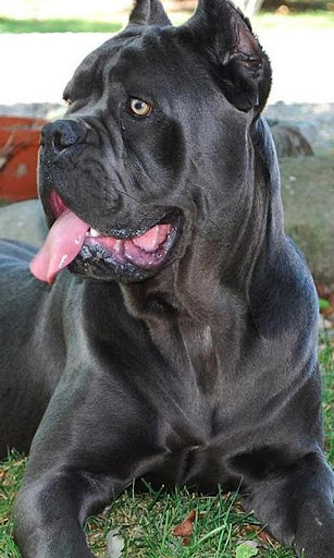 Cane Corso Jigsaw Puzzle