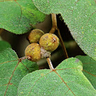 Eumorpha Fig