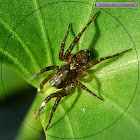 Fishing spider, female