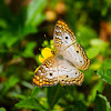 White Peacock Butterfly