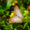 White Peacock Butterfly