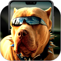 Pitbull Wallpapers