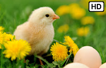 Cute Baby Chicks HD Wallpapers New Tab Theme small promo image