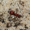 Velvet Ant