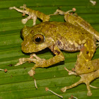 Mossy Tree Frog