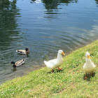 Mallard Duck