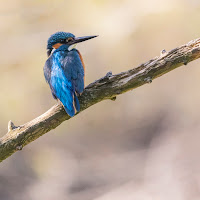 "Martino birichino" di 