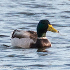 Mallard