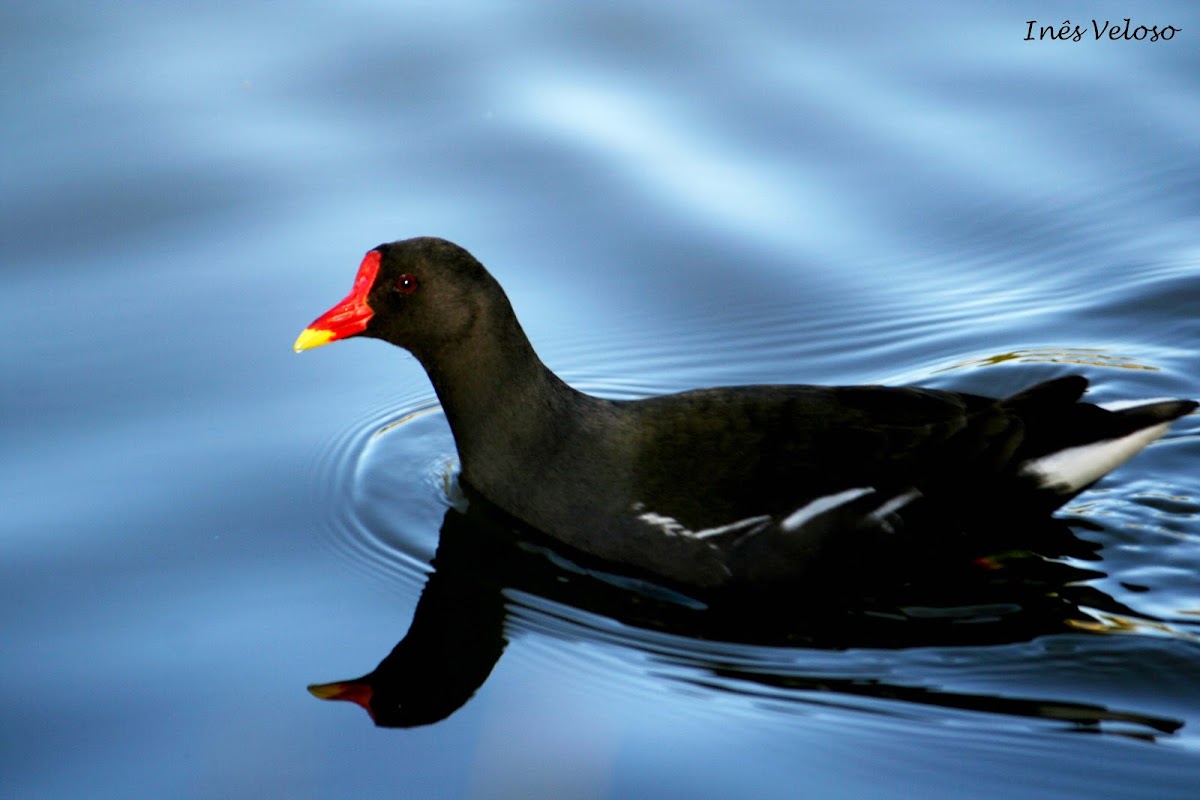 Common Moorhen