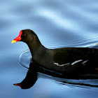 Common Moorhen