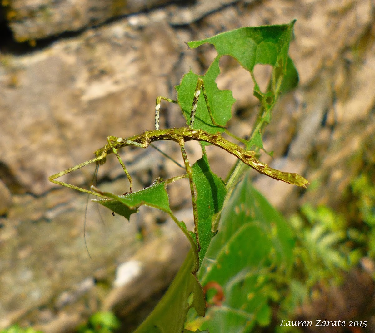 Moss Mimic Phasmid