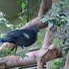 Victoria Crowned Pigeon