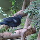 Victoria Crowned Pigeon