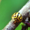 Ladybird beetle