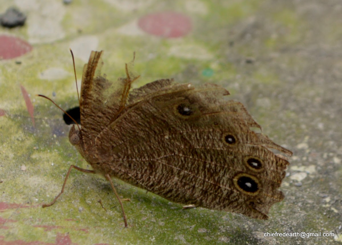 common evening brown