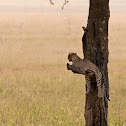 Leopardo (Leopard)