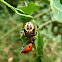 predatory shield bug