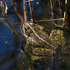 Rana común (Iberian waterfrog)